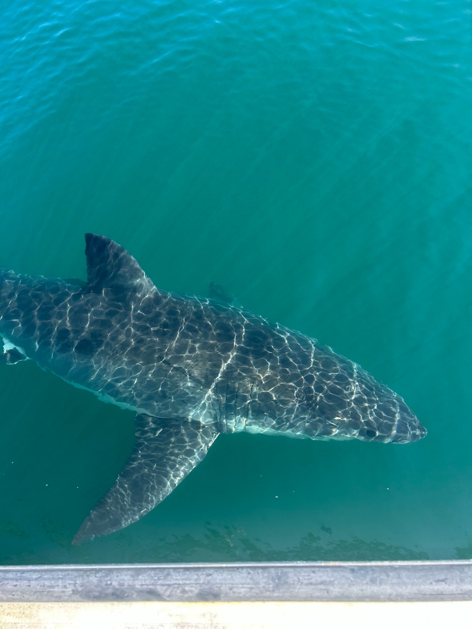 Swimming with Sharks